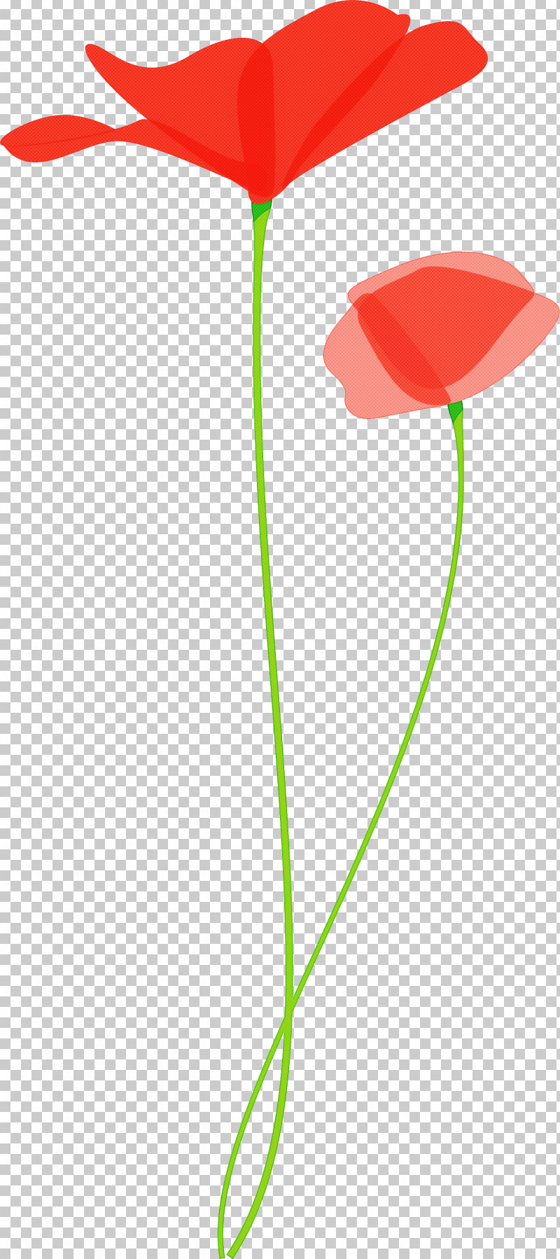 Poppy Flower PNG, Clipart, Anthurium, Coquelicot, Corn Poppy, Flower, Leaf Free PNG Download