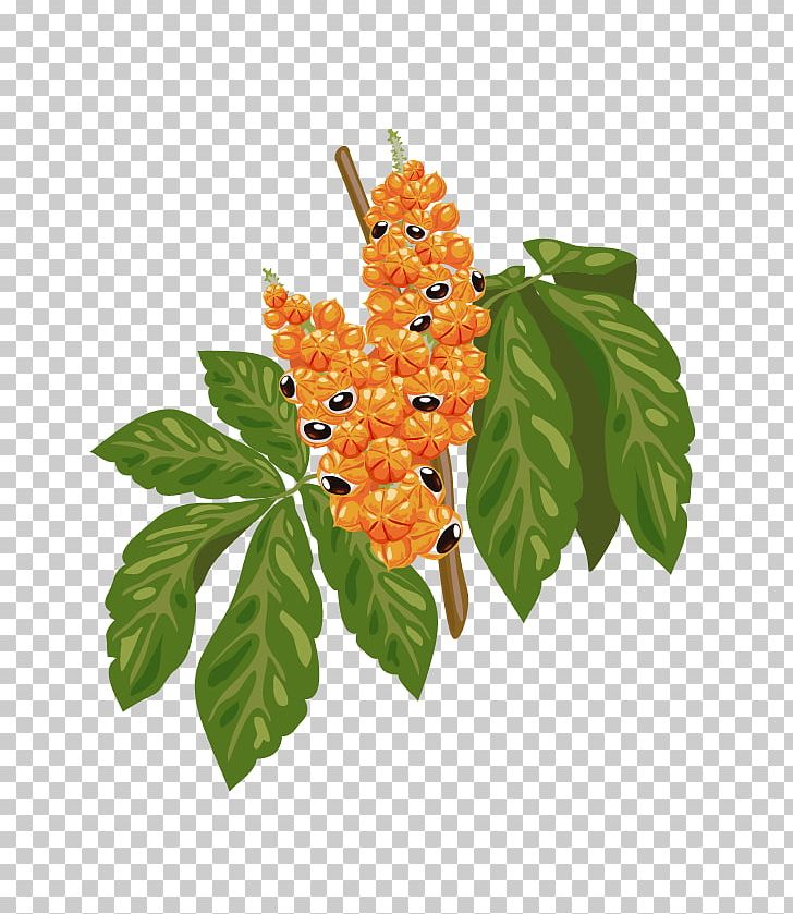 Guarana Amazon Rainforest Seed Caffeine Plant PNG, Clipart, Amazon Rainforest, Auglis, Branch, Caffeine, Extract Free PNG Download