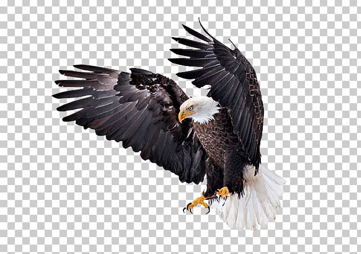 Bald Eagle Vulture Beak Animal PNG, Clipart,  Free PNG Download