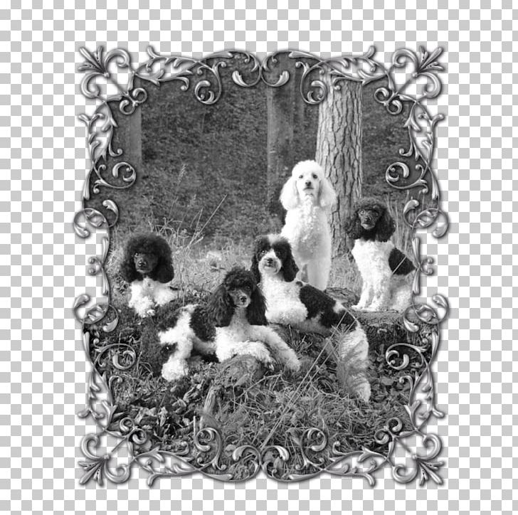 Frames White Animal PNG, Clipart, Animal, Black And White, Monochrome, Monochrome Photography, Others Free PNG Download
