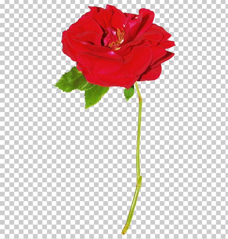 Garden Roses Stock Photography PNG, Clipart, Annual Plant, Centifolia Roses, China Rose, Cut Flowers, Drawing Free PNG Download