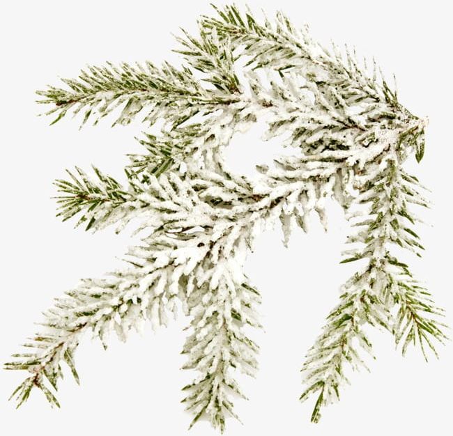 Snow-covered Pine Branches PNG, Clipart, Branches, Branches Clipart, Pine Clipart, Pressure, Snow Free PNG Download