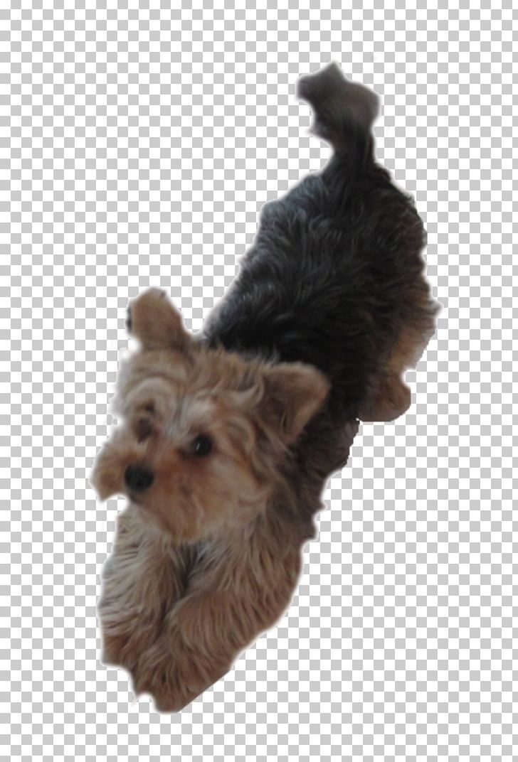 Yorkshire Terrier Australian Terrier Puppy Norwich Terrier Australian Silky Terrier PNG, Clipart, Animals, Australian Terrier, Cairn Terrier, Canidae, Carnivoran Free PNG Download