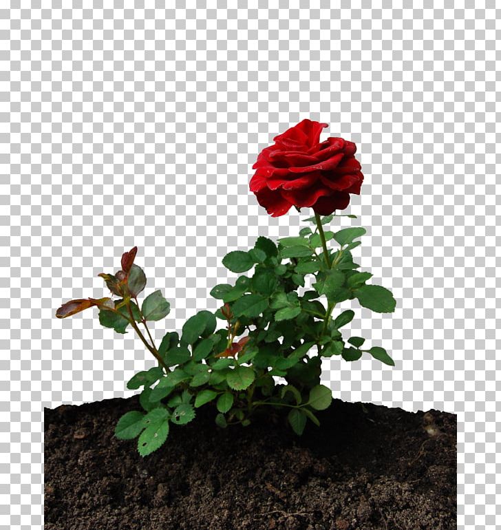 Garden Roses Desktop PNG, Clipart, Annual Plant, China Rose, Cut Flowers, Desktop Wallpaper, Floral Design Free PNG Download