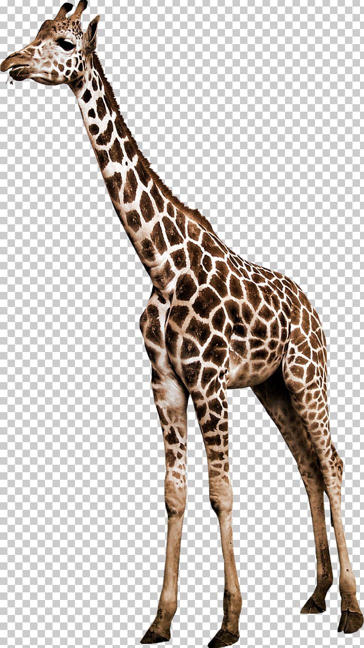 Northern Giraffe Animal Reticulated Giraffe PNG, Clipart, Animal, Animal Figure, Animals, Camel, Fauna Free PNG Download