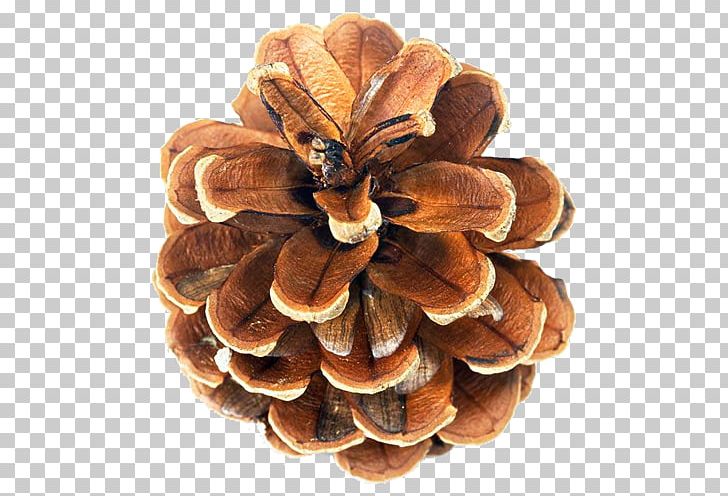 Pine Conifer Cone Euclidean PNG, Clipart, Brown, Brown Background, Brown Pine, Cone, Conifer Cone Free PNG Download