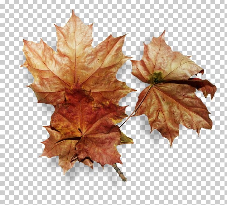 Portable Network Graphics Leaf Autumn PNG, Clipart, Autumn, Autumn Leaf Color, Clothing, Flag Of Canada, Graphic Design Free PNG Download