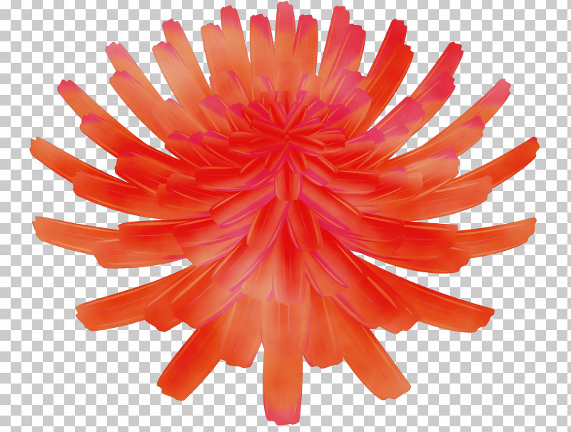 Floral Design PNG, Clipart, Barberton Daisy, Chrysanthemum, Color, Cut Flowers, Dandelion Free PNG Download