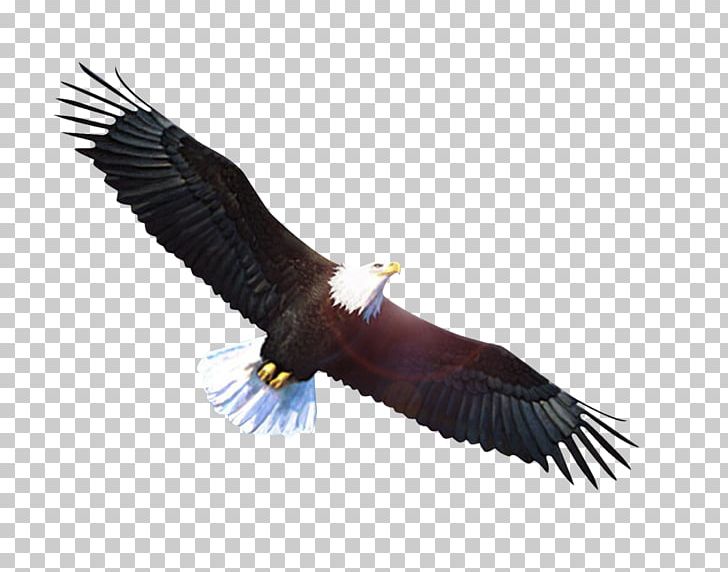 Bald Eagle Vulture PNG, Clipart, Accipitriformes, Animals, Bald Eagle, Beak, Bird Free PNG Download