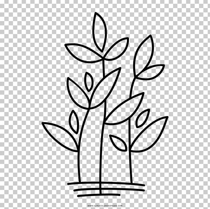 White Hill Presbyterian Church Plant Drawing Coloring Book Flora PNG, Clipart, Albahaca, Artwork, Basil, Black And White, Branch Free PNG Download