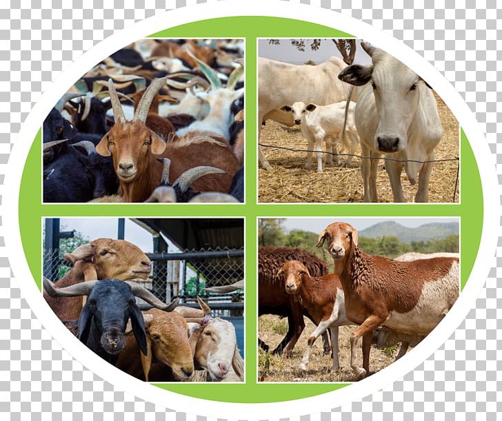 Goat Fauna Wildlife PNG, Clipart, Animals, Cow Goat Family, Fauna, Goat, Goat Antelope Free PNG Download