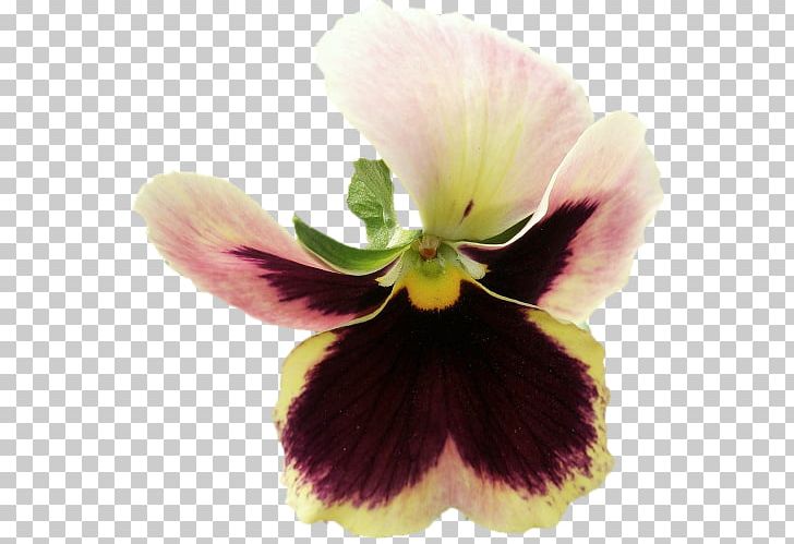 Pansy Violet PNG, Clipart, Flower, Flowering Plant, Magenta, Nature, Pansy Free PNG Download