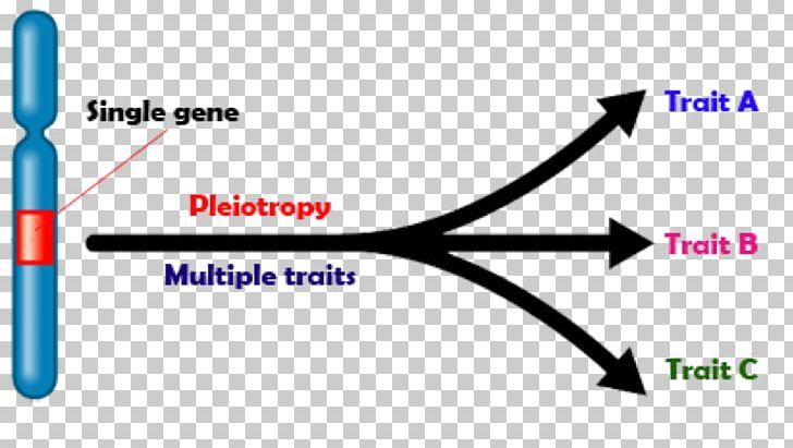 Pleiotropy Genetics Phenotype Biology PNG, Clipart, Allele, Angle, Area, Biology, Blue Free PNG Download