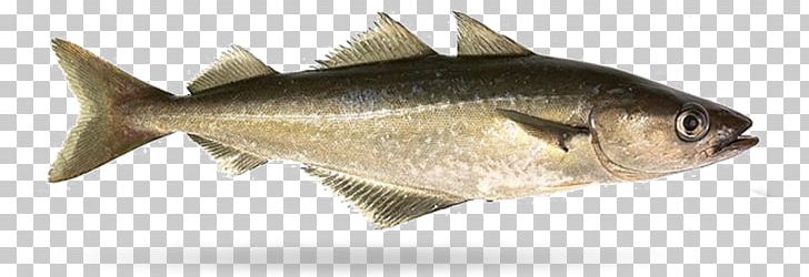 Pollock Milkfish Filet-O-Fish Fishing PNG, Clipart, Animal Figure, Animals, B P, Fauna, Filetofish Free PNG Download