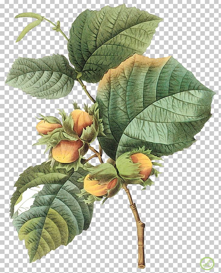 Filbert Hazelnut Botany Botanical Illustration PNG, Clipart, Art, Botanical, Botanical Art, Botanical Illustration, Botany Free PNG Download