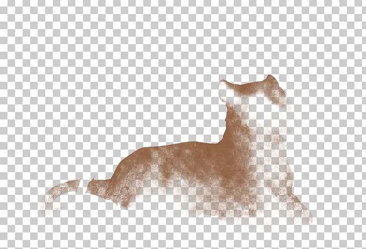 Puppy Kitten Whiskers Dog Breed Standard Schnauzer PNG, Clipart, Breed, Carnivoran, Cat, Cat Like Mammal, Dog Free PNG Download