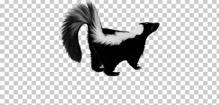 Skunk PNG, Clipart, Animals, Black And White, Carnivoran, Computer Icons, Download Free PNG Download