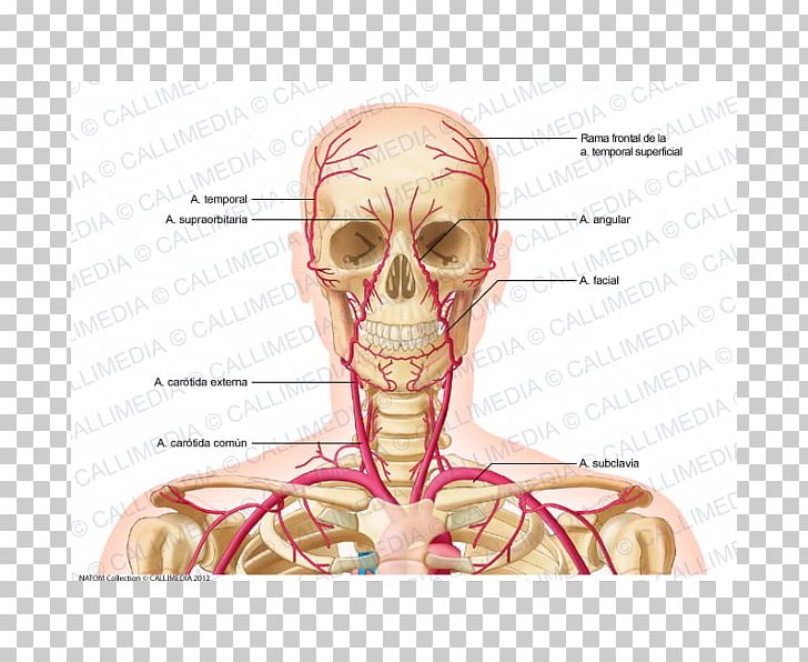 Supratrochlear Artery Vein Neck Human Body PNG, Clipart, Anatomy, Angle, Arm, Artery, Bone Free PNG Download