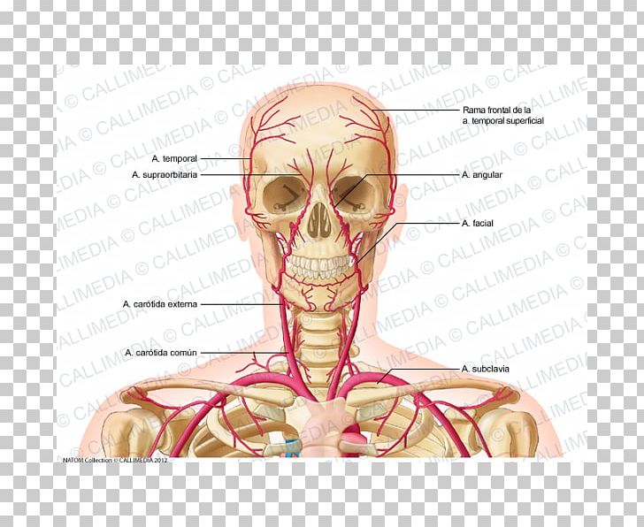 supratrochlear artery