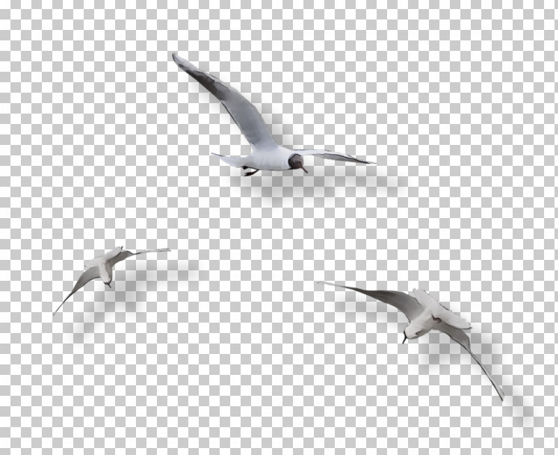 Feather PNG, Clipart, American Herring Gull, Animal Migration, Beak, Biology, Bird Migration Free PNG Download
