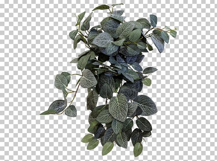 Fittonia Tree Leaf Shrub Peace Lily PNG, Clipart, Bush, Fittonia, Jmc Floral, Leaf, Others Free PNG Download