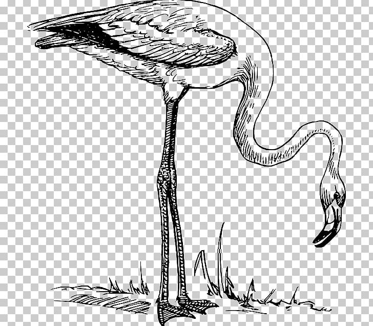 Flamingo Drawing Bird Black And White PNG, Clipart, Animals, Beak, Bird, Black, Black And White Free PNG Download