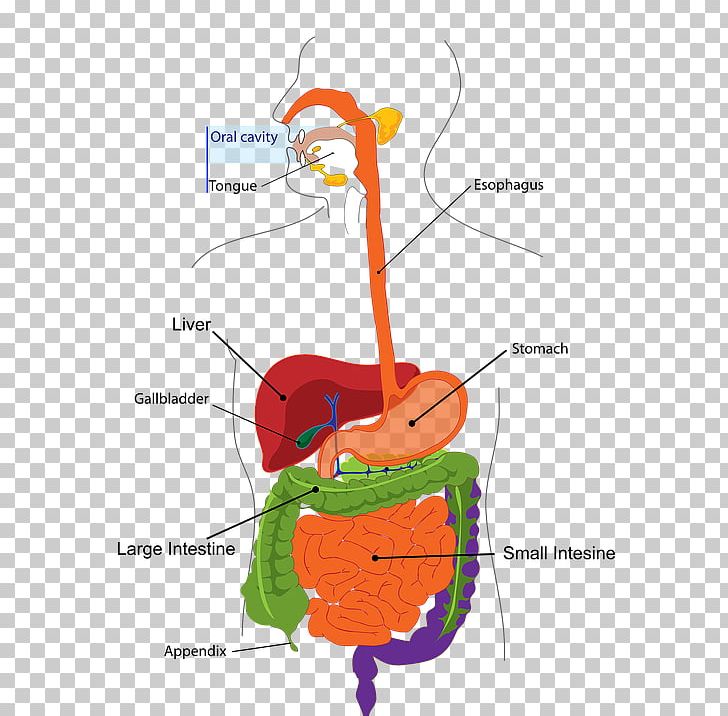 Human Digestive System Digestion Gastrointestinal Tract Probiotic Gastrointestinal Disease PNG, Clipart, Angle, Appendix, Area, Art, Bile Free PNG Download