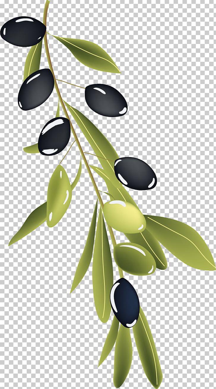 Olive Branch Drawing PNG, Clipart, Branch, Branches, Branch Vector, Food, Food Drinks Free PNG Download