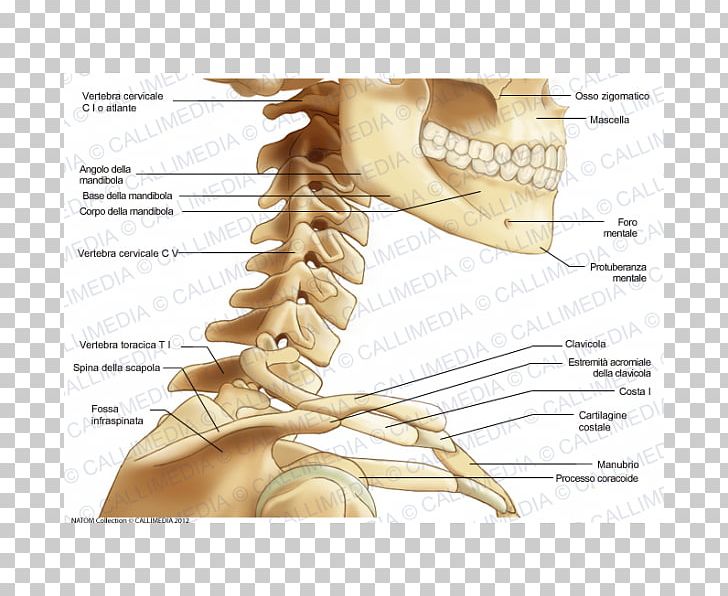 skeleton neck diagrams