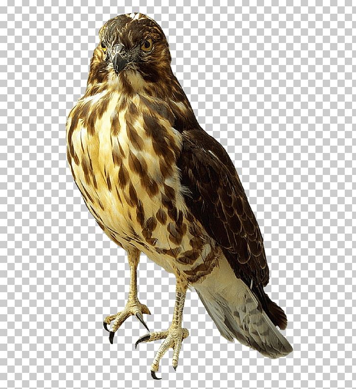 Falcon Standing PNG, Clipart, Animals, Birds, Falcons Free PNG Download