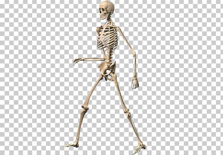 Skeleton Ragdoll PNG, Clipart, Android, Arm, Bone, Crus, Dead Free PNG Download