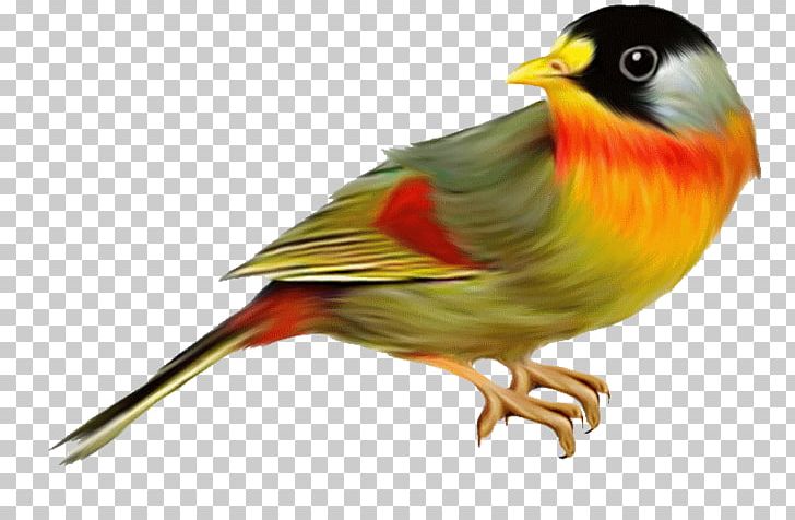 The Birds Of Australia PNG, Clipart, Animals, Beak, Bird, Birds Of Australia, Computer Icons Free PNG Download