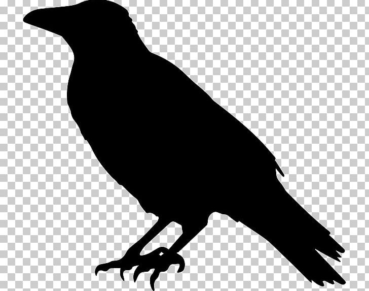 Common Raven Crow PNG, Clipart, American Crow, Animals, Beak, Bird, Black And White Free PNG Download
