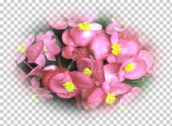 Tuberous Begonias Elatior Begonia Plant Flowerpot PNG, Clipart, Begonia, Blossom, Bud, Bulb, Cherry Blossom Free PNG Download