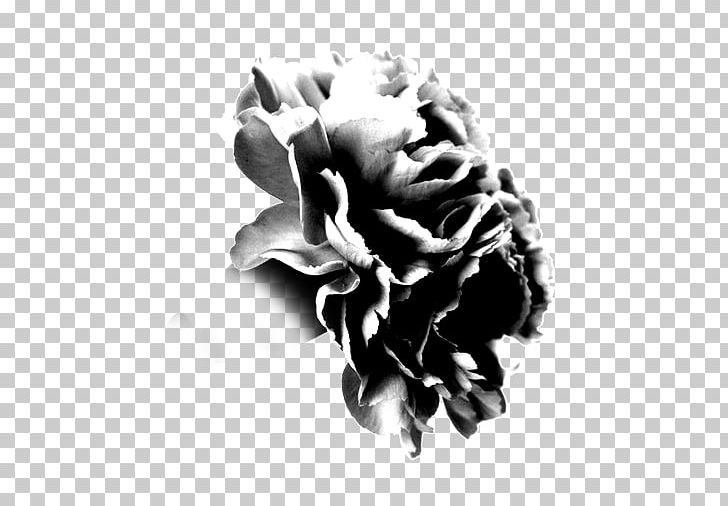 Black And White Moutan Peony PNG, Clipart, Black, Computer, Computer Wallpaper, Download, Flower Free PNG Download