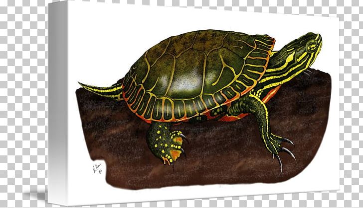 Box Turtles Painted Turtle Bokmärke Red Panda PNG, Clipart, Animal, Box Turtle, Box Turtles, Emydidae, Himalayas Free PNG Download