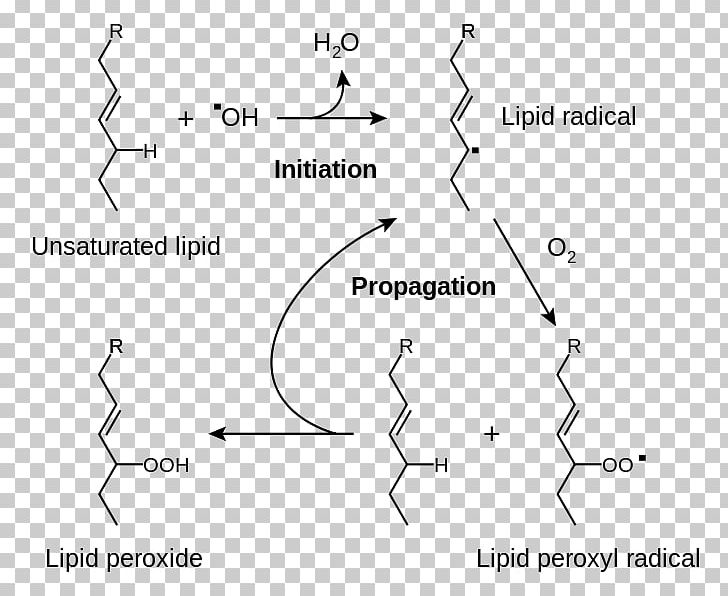 Lipid Peroxidation Rancidification Redox Radical PNG, Clipart, Angle, Area, Beta Oxidation, Black And White, Breathing Free PNG Download