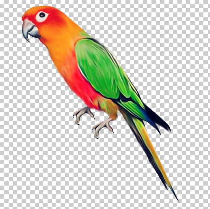 Parrot Bird PNG, Clipart, Animals, Beak, Bluecollared Parrot, Common Pet Parakeet, Download Free PNG Download