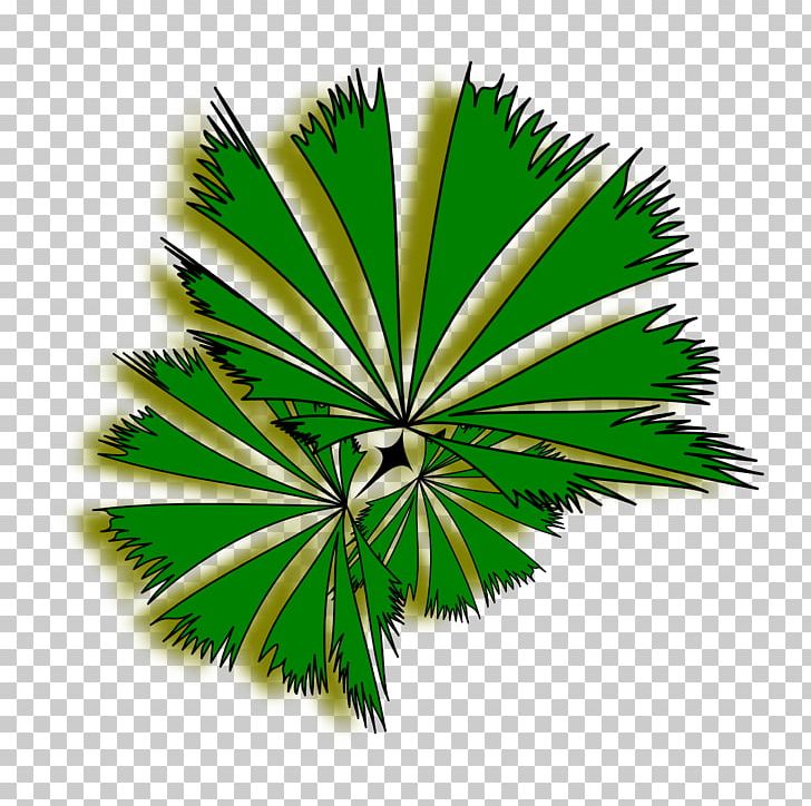 Arecaceae Tree PNG, Clipart, Animation, Arecaceae, Arecales, Borassus Flabellifer, Firtree Free PNG Download