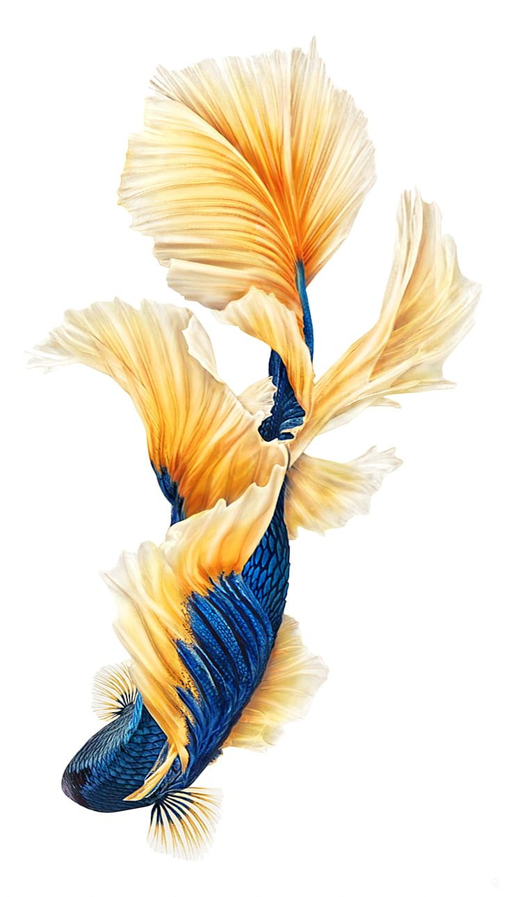 IPhone 6s Plus IPhone 7 Siamese Fighting Fish Desktop PNG, Clipart, Animals, Apple, Desktop Wallpaper, Feather, Fish Free PNG Download