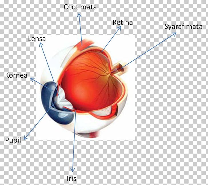 Le Mini Visuel Dictionnaire Visuel Le Visuel Multilingue The Macmillan Visual Dictionary PNG, Clipart, Dictionary, Dictionnaire Visuel, English, Jeanclaude Corbeil, Joint Free PNG Download