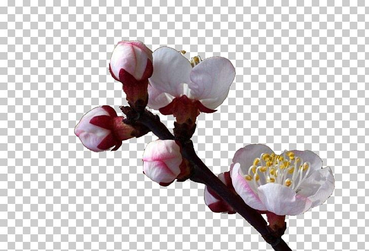 Flower Apricot Tree PNG, Clipart, Apricot, Apricot Branches, Apricot Flower, Apricot Tree, Blossom Free PNG Download