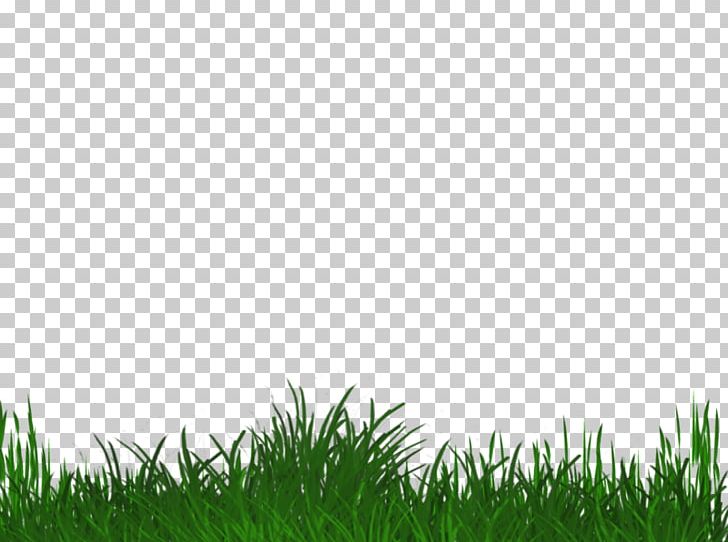 Lawn Grasses Grassland Sky Plc PNG, Clipart, Field, Grass, Grasses, Grass Family, Grassland Free PNG Download