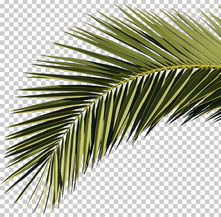 The SIR Band PNG, Clipart, Arecales, Borassus Flabellifer, Branch, Date Palm, Desktop Wallpaper Free PNG Download