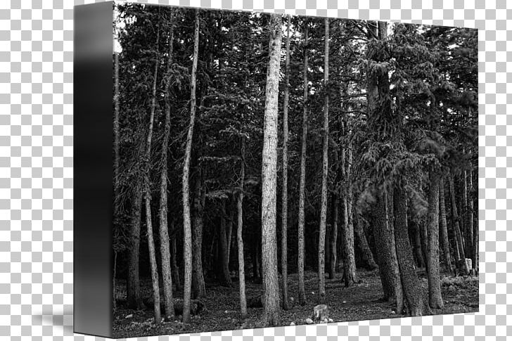 Black And White /m/083vt Forest Wood Tree PNG, Clipart, Biome, Black, Conifers, Forest, Monochrome Free PNG Download