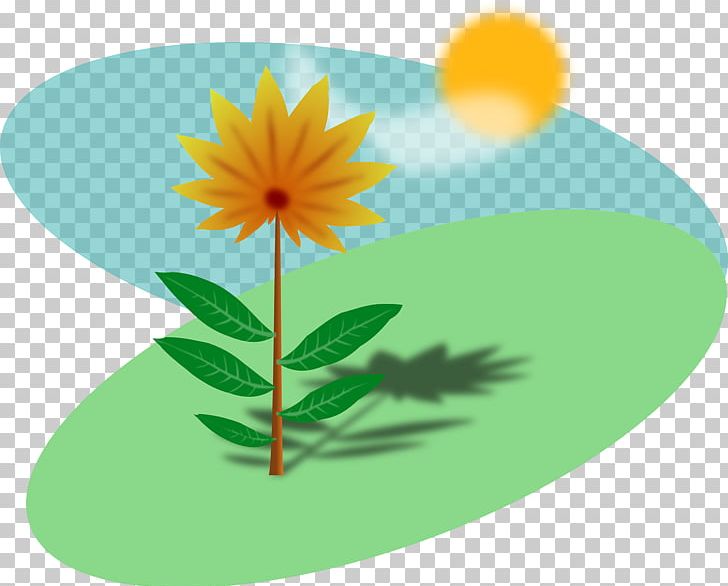 Plant Common Sunflower PNG, Clipart, Botanical Illustration, Common Sunflower, Daisy, Daisy Family, Dandelion Free PNG Download