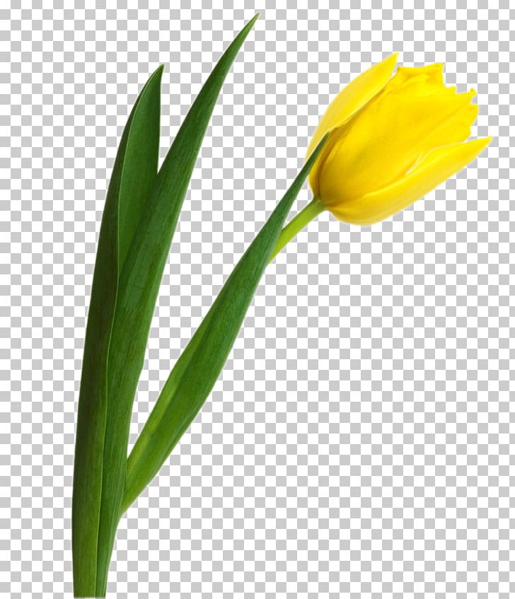 Tulip Color PNG, Clipart, Bud, Color, Cut Flowers, Download, Flower Free PNG Download