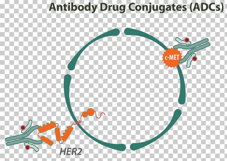 Antibody-Drug Conjugates Immune System Monoclonal Antibody PNG, Clipart, Angle, Antibody, Antibodydrug Conjugate, Antigen, Area Free PNG Download