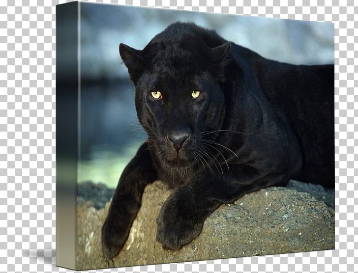 Cougar Kind Piña Colada Oil Painting PNG, Clipart, Art, Big Cats, Black Panther, Canvas, Carnivoran Free PNG Download