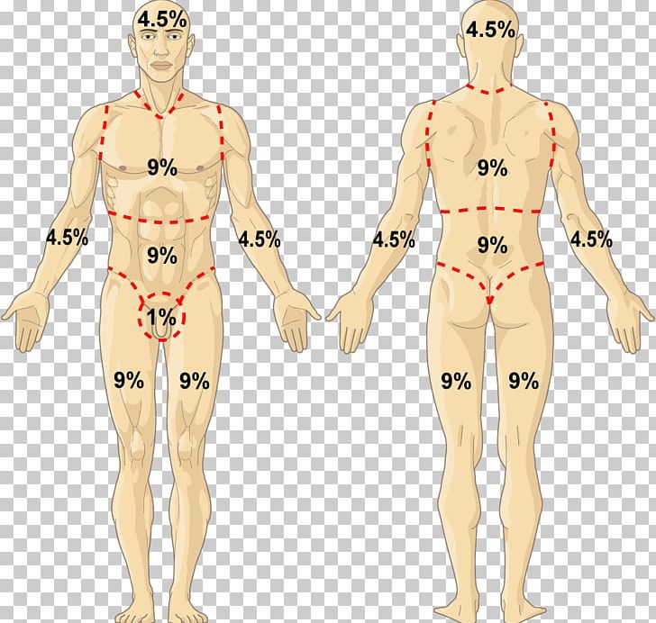 Homo Sapiens Human Body Hand Human Anatomy PNG, Clipart, Abdomen, Anatomy, Arm, Back, Body Free PNG Download